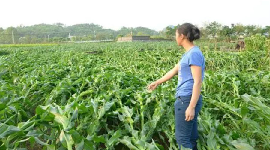 紧急提醒：玉米倒伏扶不扶？今年别再做错了！