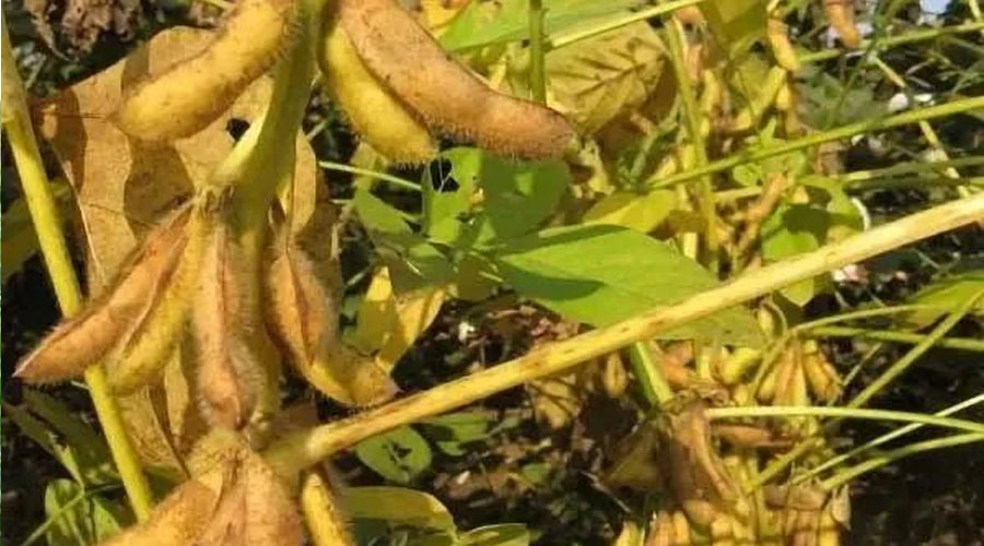 大豆开花结荚期有哪些管理措施？