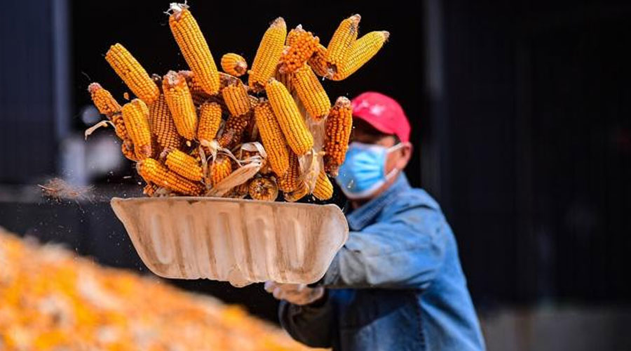 玉米好消息：储备终于来了……